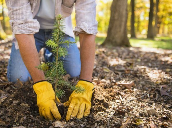Why Hire an ISA Certified Arborist in Edmonton?
